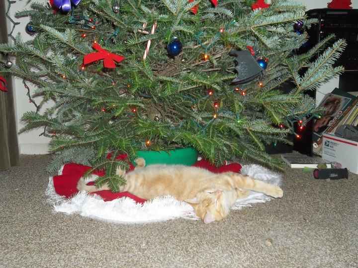 It's been a while! *Now with cute holiday cat pic*