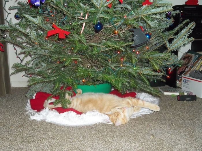 It's been a while! *Now with cute holiday cat pic*