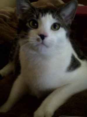 NWR: I want to see your pets!