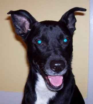 SBR: Meet my Fur-babies, lets see yours too