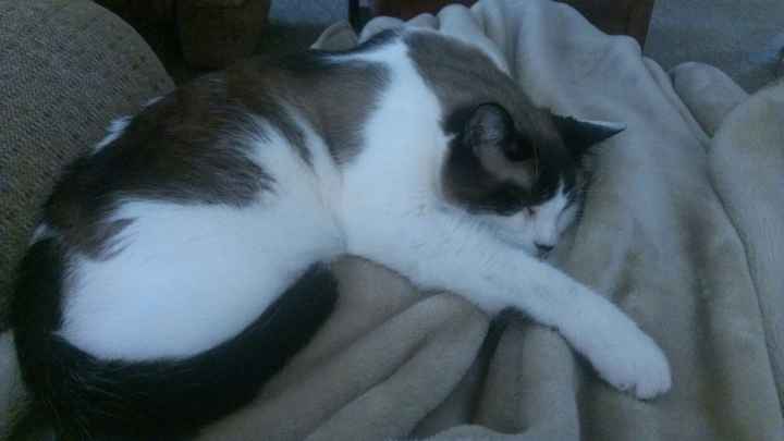 NWR: Lets See Your Fur Babies!