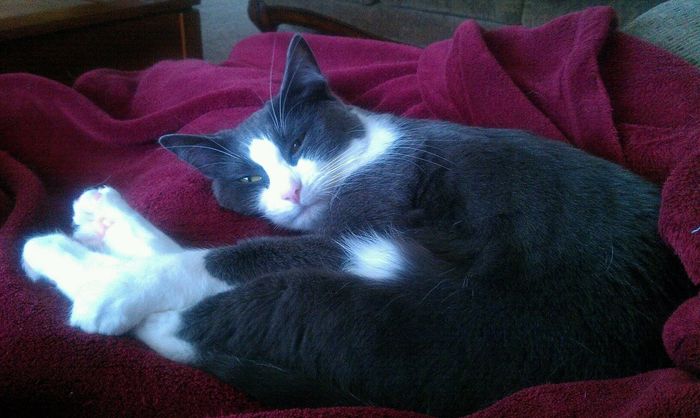 NWR: Pets of WW?
