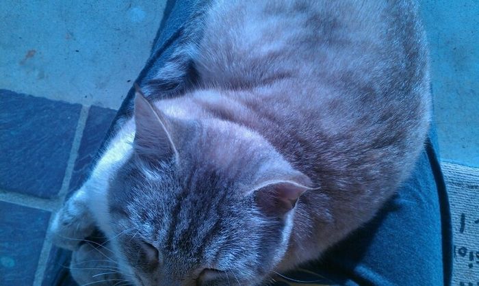 NWR: Pets of WW?