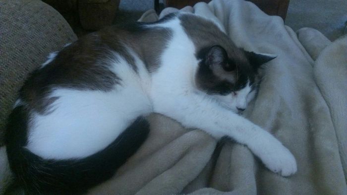 NWR: Pets of WW?