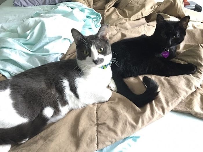 NWR: Saying Goodbye to My Kitty