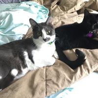 NWR: Saying Goodbye to My Kitty