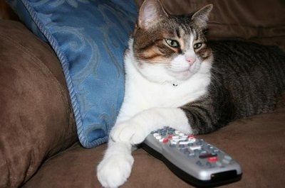 Let's see your pets!