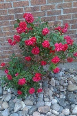 SWR: Pretty Blooms