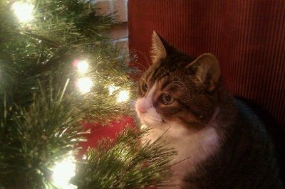My furbaby: pics of the evil thing included