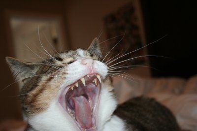 Furbabies!!! Lets show them off!