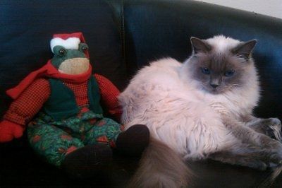 Furbabies!!! Lets show them off!