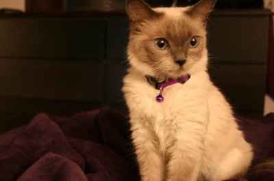 NWR... my cats.. do you have any pets?