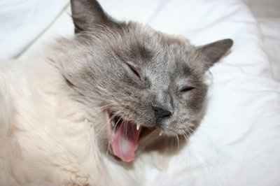 Furbabies!!! Lets show them off!