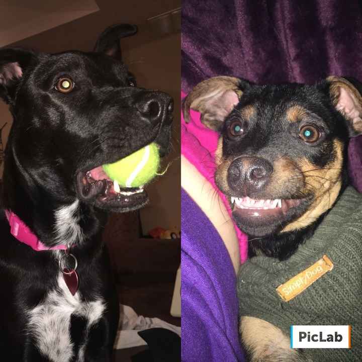 Fur Kids
