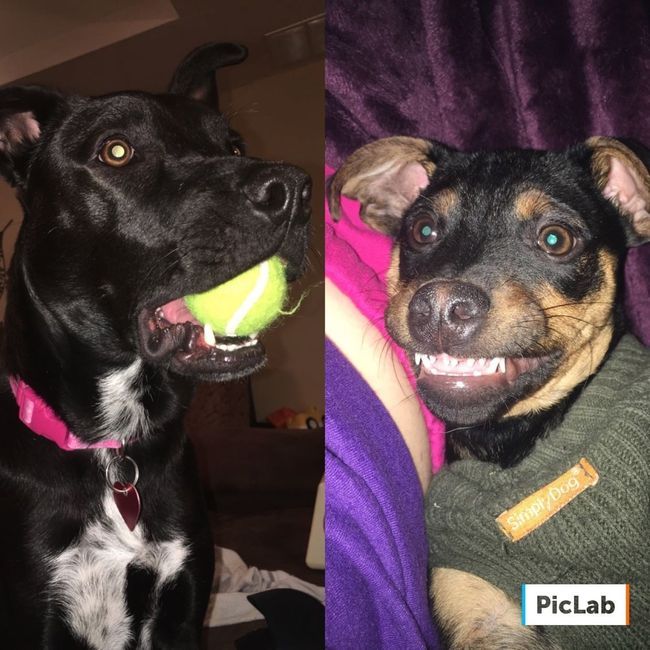 Fur Kids