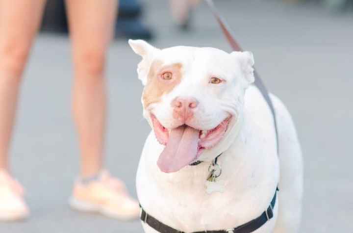 NWR: furbabies