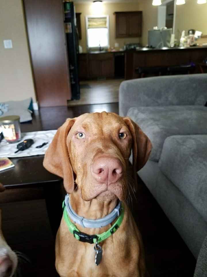 NWR: Hiking & Camping With Dogs!