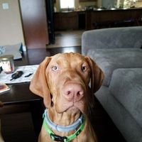 NWR: Hiking & Camping With Dogs!