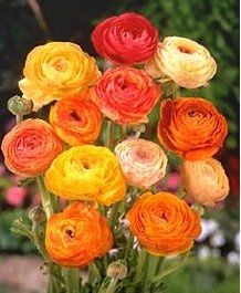 Any Winter Flower Ideas for my bouquet? I'm not in LOVE *pics*