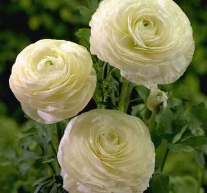 Any Winter Flower Ideas for my bouquet? I'm not in LOVE *pics*