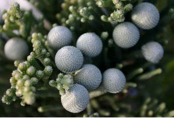 My wedding colors blow.