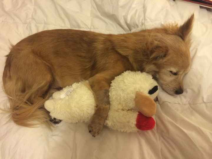 Spinoff: Show us your rescues!