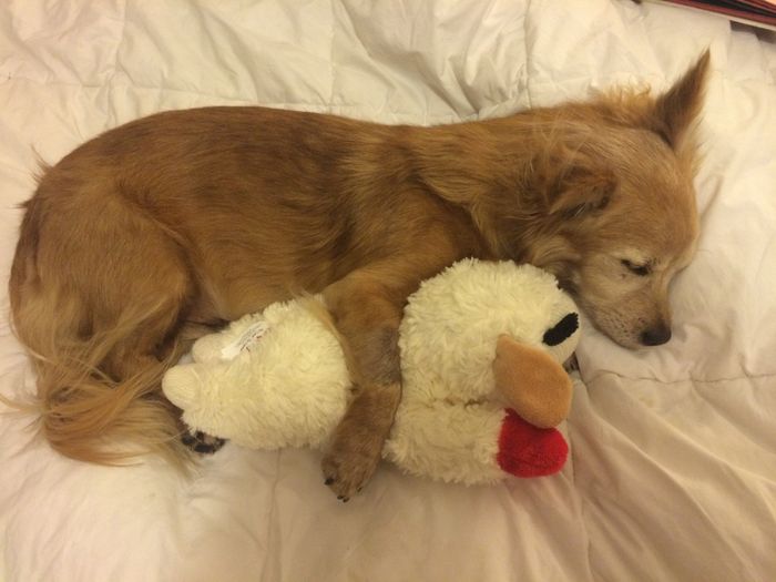 Spinoff: Show us your rescues!