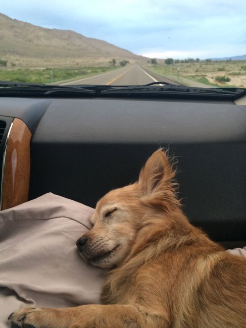 Spinoff: Show us your rescues!