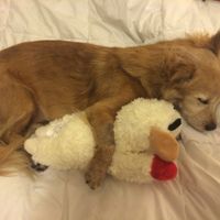 Spinoff: Show us your rescues!