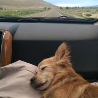 Spinoff: Show us your rescues!