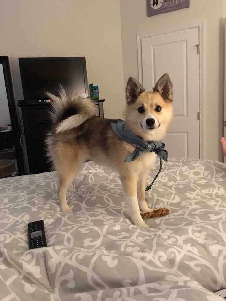 Nwr- show me your fur babies