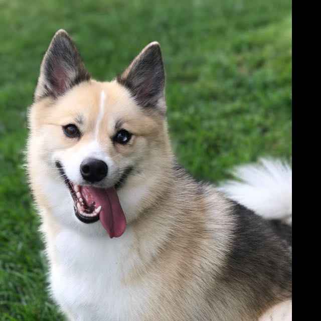 National Puppy Day! - 1