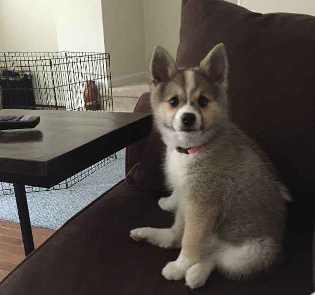 National Puppy Day! - 2