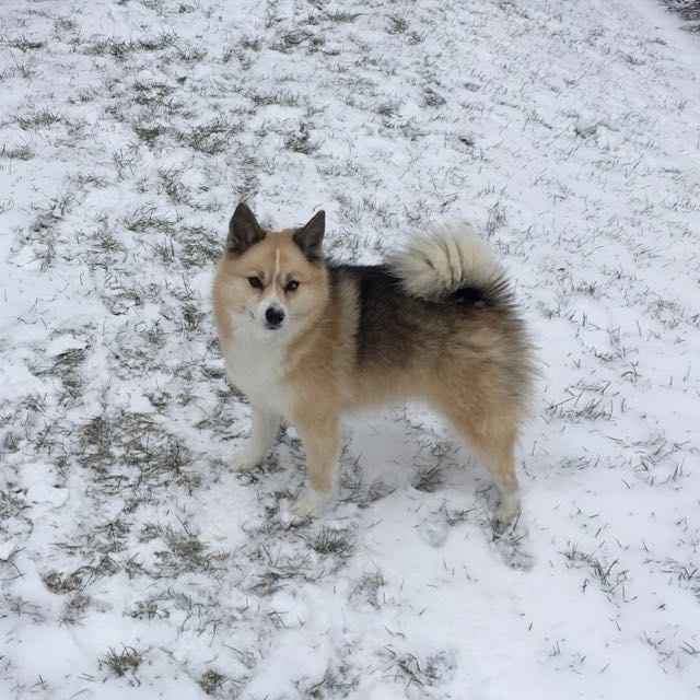 National Puppy Day! - 3