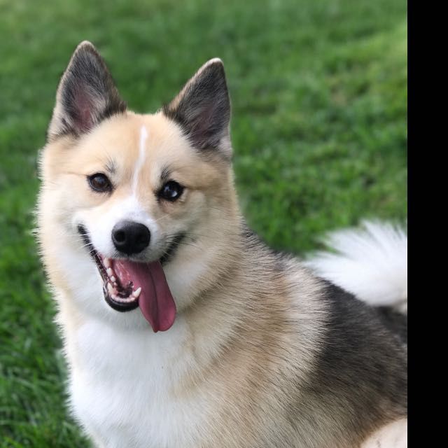National Puppy Day! - 1