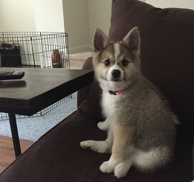 National Puppy Day! - 2