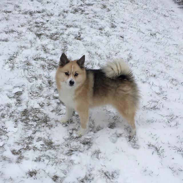 National Puppy Day! - 3