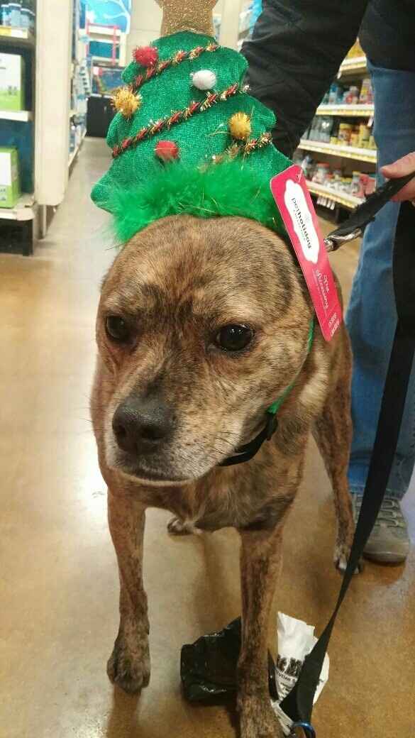 NWR: Show me your holiday spirit pets!