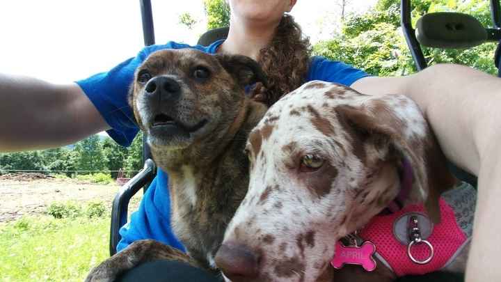 Furbaby pick me up
