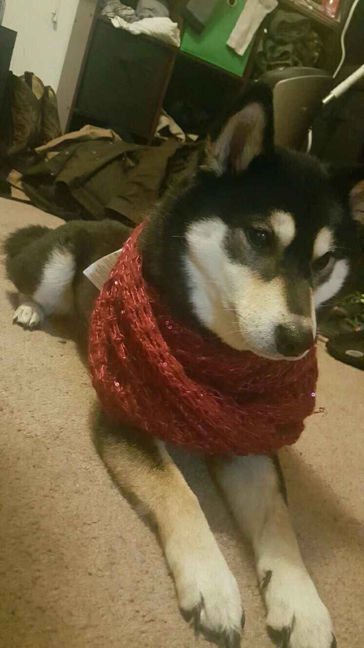 NWR: Do your pets celebrate Halloween?
