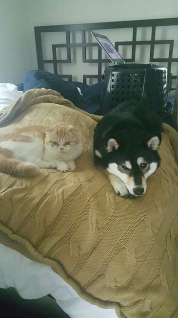 NWR: Saying Goodbye to My Kitty