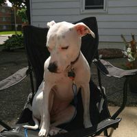 NWR: My pup thinks she's people. She's right. Show me your "people pups!"