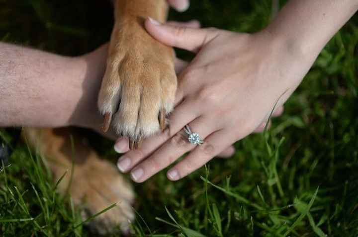 Engagement photos... with the pooch!