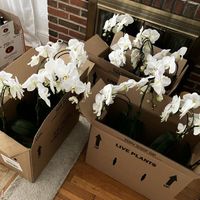 Trader Joe's centerpieces and bridesmaid boutiques! - 4