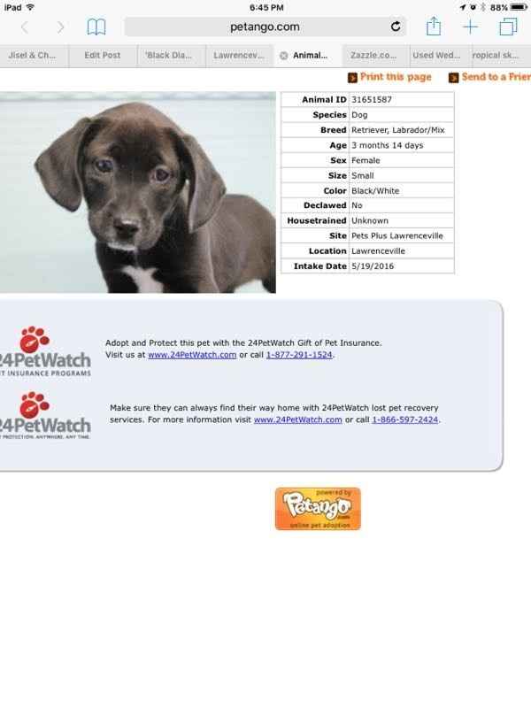 NWR- Puppy fever