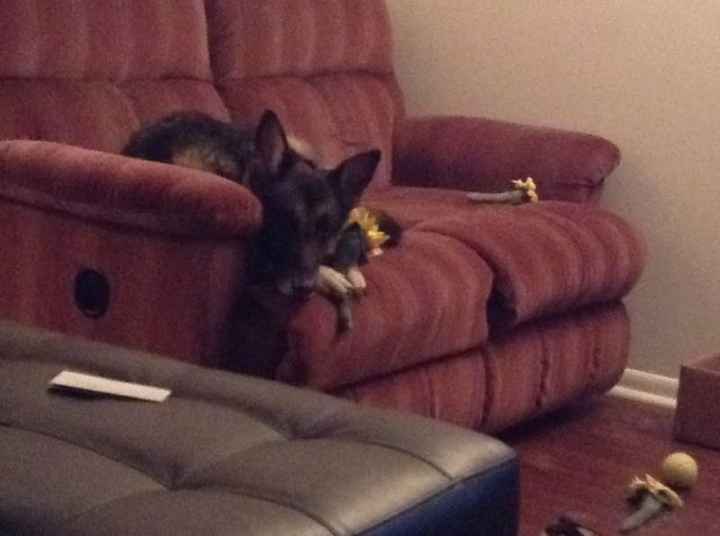 Bandit