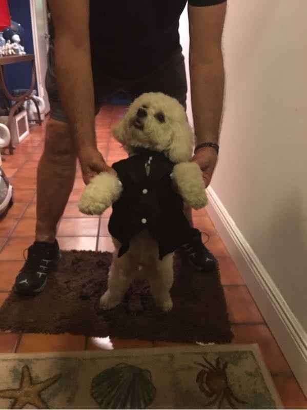 Fun entertainment meme or cute animals