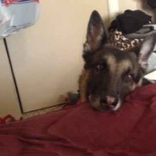 Dog in wedding