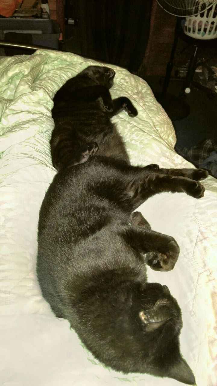 Fur baby