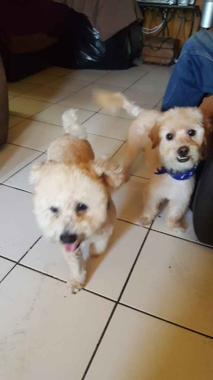 NWR: Puppies and fur babies!